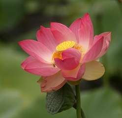 Lotus